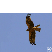 گونه عقاب پر پا Booted Eagle 